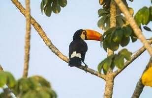 toco tucano, dentro floresta meio ambiente pantanal, Brasil foto