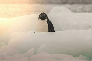 Adelie pinguim, juvenil em gelo, paulet ilha, Antártica foto