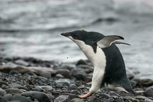 Adelie pinguim, juvenil em gelo, paulet ilha, Antártica foto