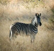 rebanho do zebras dentro a africano savana foto