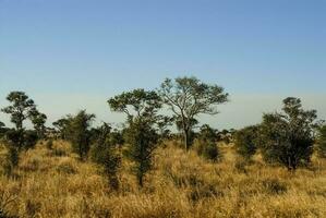africano savana panorama foto
