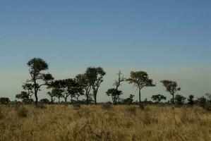 africano savana panorama foto