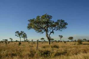 africano savana panorama foto