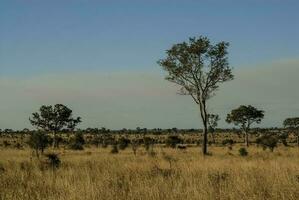 africano savana panorama foto