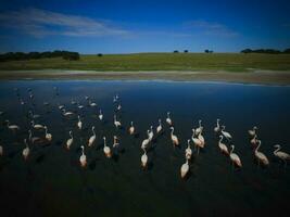 rebanho do flamingos, aéreo vista, patagônia, Argentina foto