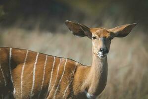 nyala, sul África foto