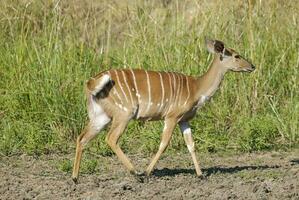 Nyala dentro africano savana ambiente, sul África foto