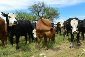 vacas alimentado com grama, pampas, patagônia, Argentina foto