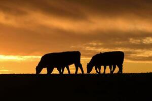 vacas alimentado grama, dentro interior, pampas, Patagônia, Argentina foto