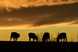 vacas alimentado grama, dentro interior, pampas, Patagônia, Argentina foto