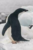 Adelie pinguim, juvenil em gelo, paulet ilha, Antártica foto
