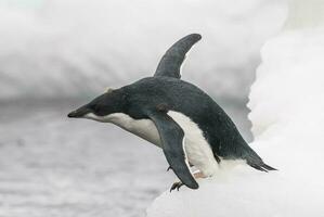 Adelie pinguim, juvenil em gelo, paulet ilha, Antártica foto