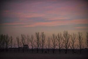 panorama com moinho de vento às pôr do sol, pampas, Patagônia, Argentina foto