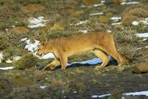 puma caminhando dentro montanha ambiente, torres del paine nacional parque, Patagônia, Chile. foto