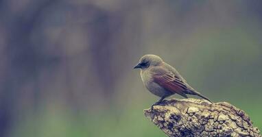 baía alado cowbird foto