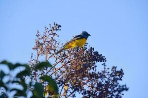 azul e amarelo tanager, patagônia Argentina foto