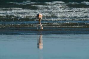 flamingos rebanho, Patagônia, Argentina foto