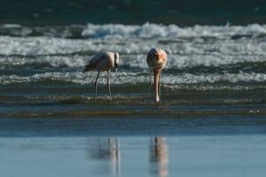 flamingos rebanho, Patagônia, Argentina foto