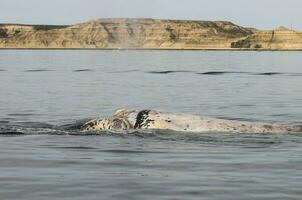 baleia respirando, Península valdes,, Patagônia, Argentina foto