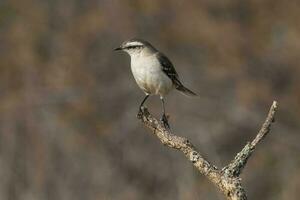 branco Unido Pássaro mimo, Patagônia, Argentina foto