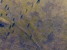 bois alimentado com natural grama, pampas, Argentina foto