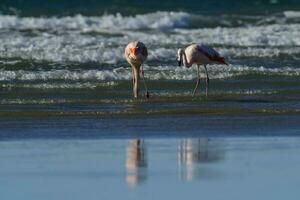 flamingos rebanho, Patagônia, Argentina foto