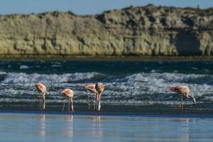 flamingos rebanho, Patagônia, Argentina foto