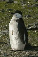 cinta de queixo pinguim, paulet ilha, antártica, científico nome, pigoscelo Antártico foto