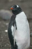 gentoo pinguim, hannah apontar, antartica foto