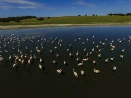 flamingos dentro la pampa, Argentina foto