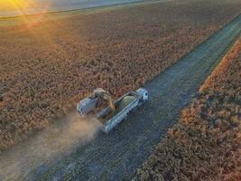 sorgo colheita, dentro la pampa, Argentina foto