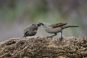 baía alado cowbird foto