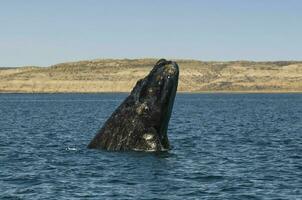 baleia pulando dentro Península valdes,, Patagônia, Argentina foto