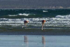 flamingos rebanho, Patagônia, Argentina foto