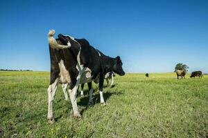 vacas dentro pampas paisagem, patagônia foto