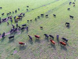 vacas alimentado com natural grama, pampas, Argentina foto