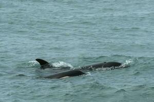 orcas Caçando mar leões, patagônia , Argentina foto