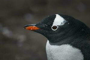 gentoo pinguim, hannah apontar, antartica foto