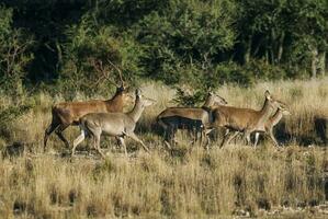 vermelho veado dentro parque luro natureza reserva, la pampa, Argentina foto