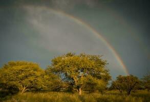 floresta paisagem, com arco-íris, pampas, Argentina foto