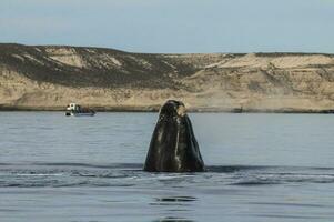 baleia pulando dentro Península valdes, porto madryn, Patagônia, Argentina foto