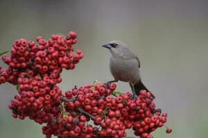 baía alado cowbird sobre vermelho frutas, patagônia Argentina foto