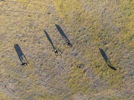 vacas aéreo visualizar, Buenos aires, argentina foto