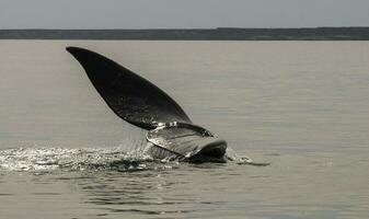 baleia rabo dentro Península valdes,, Patagônia, Argentina foto