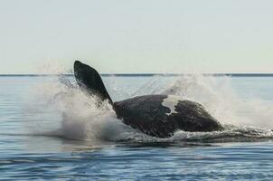 baleia pulando dentro Península valdes, porto madryn, Patagônia, Argentina foto
