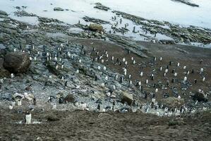 gentoo pinguim, hannah apontar, antartica foto