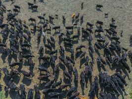 vacas aéreo visualizar, Buenos aires, argentina foto