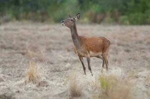 vermelho veado dentro caldeirão floresta ambiente, la pampa, Argentina, parque luro, natureza reserva foto