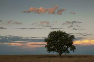 pampas árvore paisagem, la pampa província, Patagônia, Argentina. foto