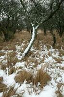 Nevado panorama dentro rural meio Ambiente dentro la pampa, Patagônia, Argentina. foto